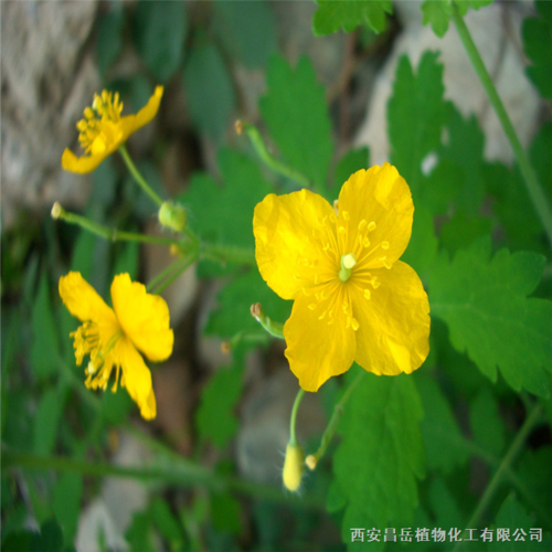 西安昌岳植物化工 植物提取物产品与优势解析